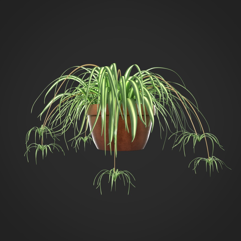 Spider Plant  preview image 1